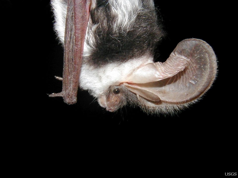 Spotted bat