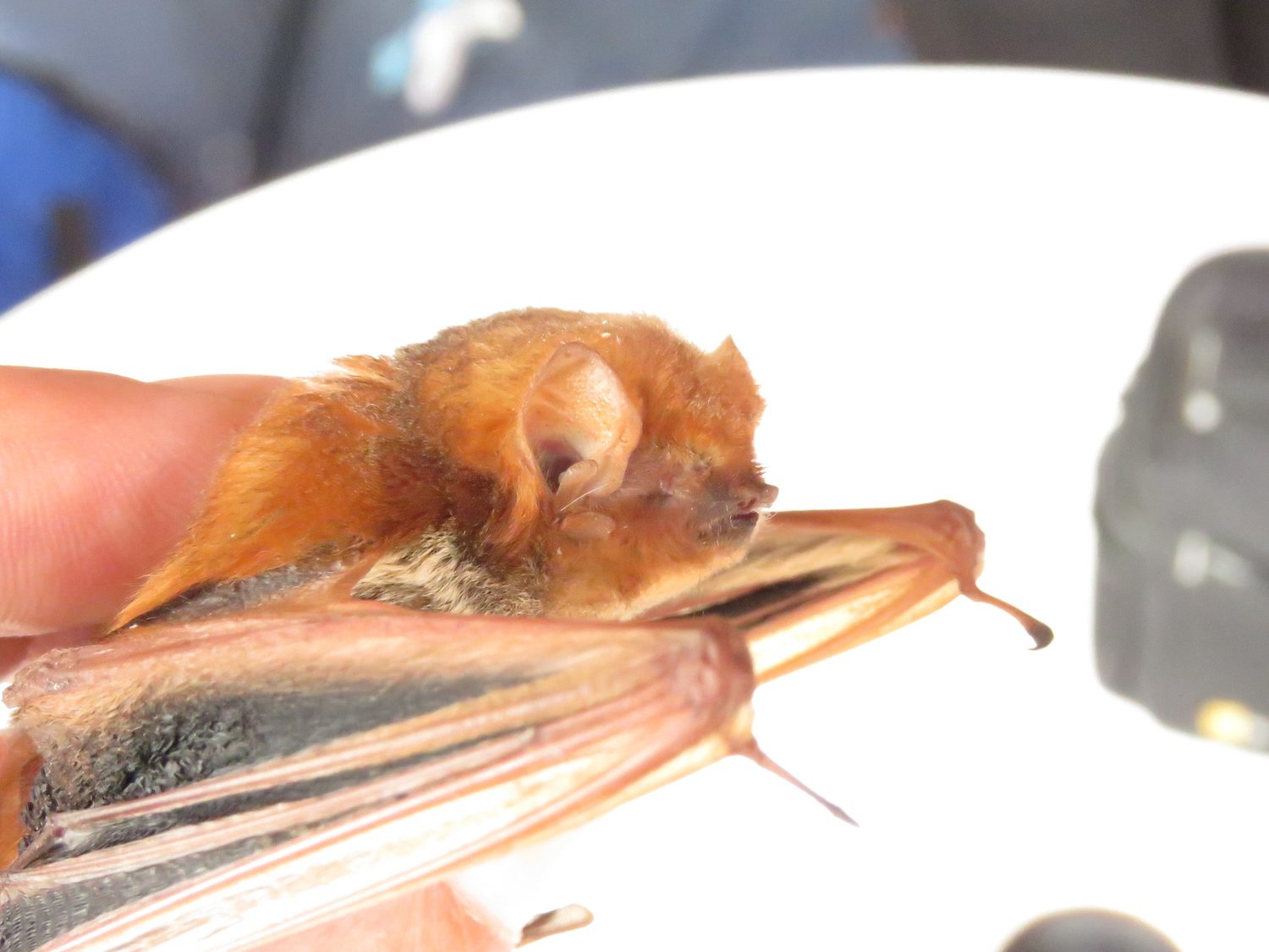 Western red bat